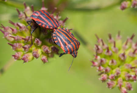 stink - Pentatomidae - back to backの写真素材