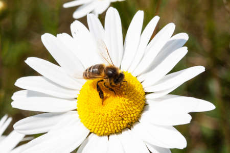 Bee foraging on a daisy