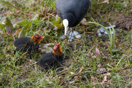 Coot and littleの写真素材