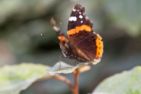 Vulcan Butterfly (Vanessa atalanta) on a leaf