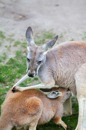 Kangaroo mother giving her little roomの写真素材