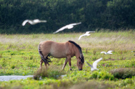Henson horses in the marshes of the Somme in Franceの写真素材