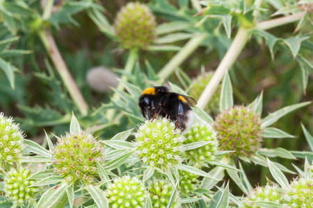 Bumblebee - Bumblebee Bombus terrestris - name buff-tailed bumblebee common - a sea Panicaut