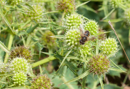 Bee on a Panicaut sea foraging