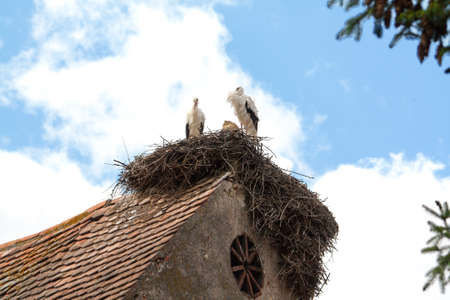 White Stork - Ciconia ciconia - on the nest in Alsace
