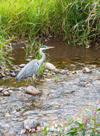 Hron cendr - Ardea cinerea - observation in a river in Alsaceの写真素材