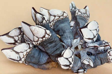 Grows up crustacean - Pollicipes pollicipes - close-upの写真素材