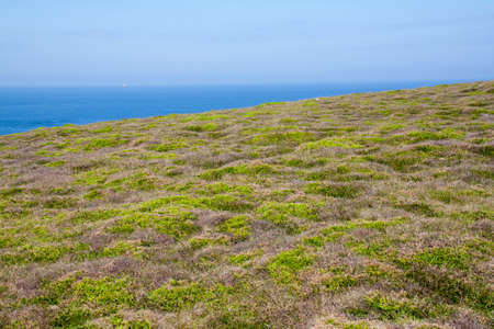 Heather carpet at the Pointe du Van, Finistere, Brittany, Franceの写真素材