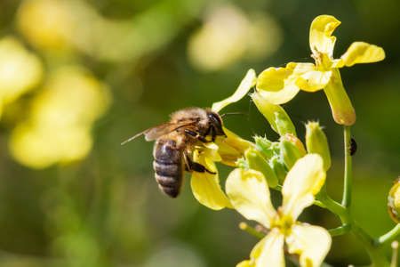 Bee resting on a flower