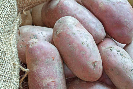 Red potatoes on sackingの写真素材