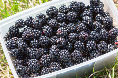 Mothers, fruits, after pickingの写真素材