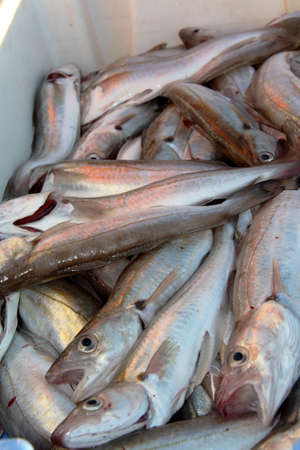 Catch of Fish Saint Guenole Finistre, Brittanyの写真素材