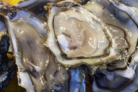 Open brittany oysters