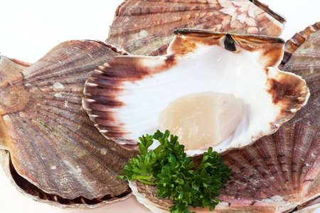 Coquilles St. Jacques on a white backgroundの写真素材