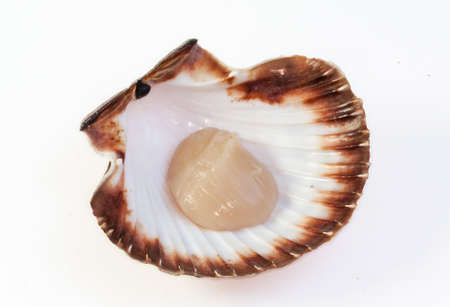 Coquilles St. Jacques on a white backgroundの写真素材