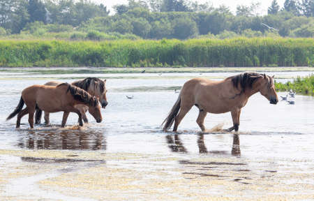 Henson horses in the marshes of the Somme, Picardy, Franceの写真素材