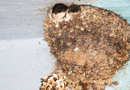 Bbs swallows in the nestの写真素材