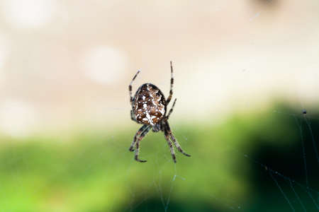 Spider Epeire Diademe bottom view on the canvasの写真素材