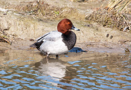 Pochard Duck - Aythya ferina - at the edge of the pondの写真素材