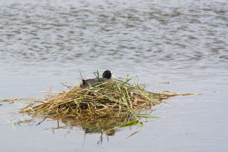 Coot - Fulica atra - on nestの写真素材