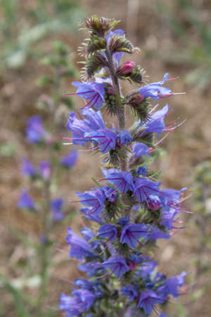 Flower, Viprine common Echium vulgare - flowering