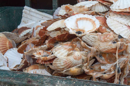Waste of St. Jacques shells throwing the trash