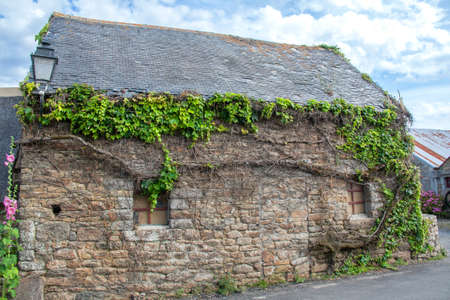 Ivy leaves on a wallの写真素材