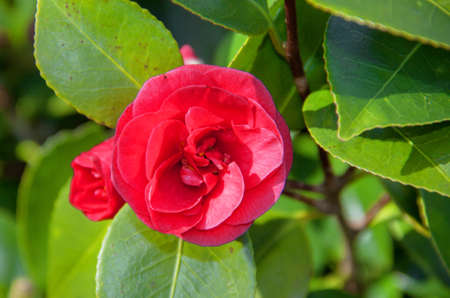 Camelias red flowers and budsの写真素材