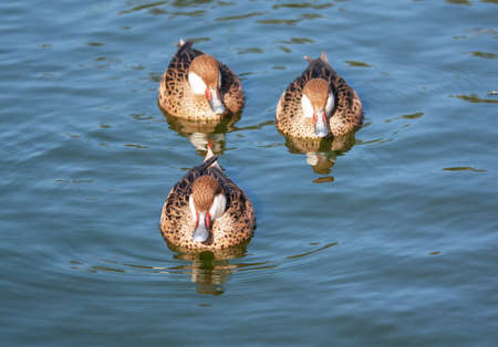 Red-billed ducks Pilet - Anas erythrorhyncha - rideの写真素材