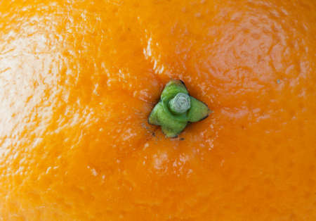 Orange close upの写真素材
