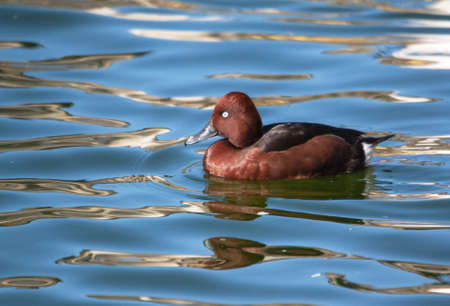 Tufted Nyroca \ 's Europe - Aythya nyroca - ride on the \' tの写真素材