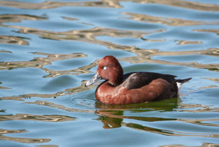 Tufted Nyroca \ 's Europe - Aythya nyroca - ride on the \' tの写真素材