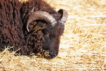 Black sheep \ 's Ouessant, Brittany, Finistreの写真素材