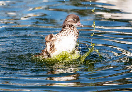 Mandarin duck bubbling female - Aix galericulataの写真素材
