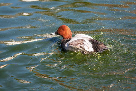 Pochard Duck \ 's europe - Aythya ferinaの写真素材