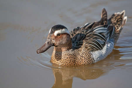 Teal \ 's t - Anas querquedula - on the marshの写真素材