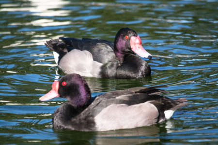 Net Pposaca - Aythya collaris - rideの写真素材