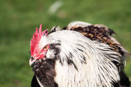 Ermine Brahma hen large portraitの写真素材