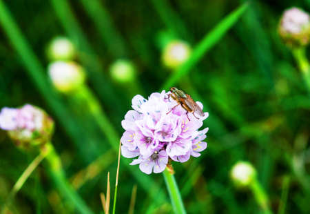 Fly on strawberry clover Trifolium fragiferumの写真素材