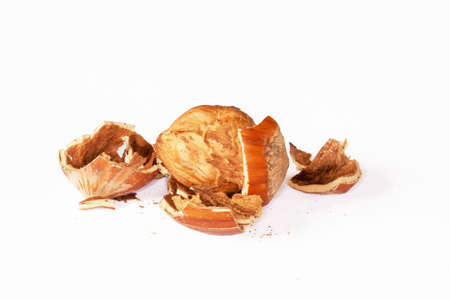 Hazel cassee on white backgroundの写真素材