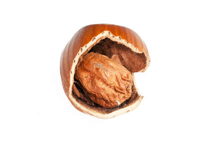 Hazel cassee on white backgroundの写真素材