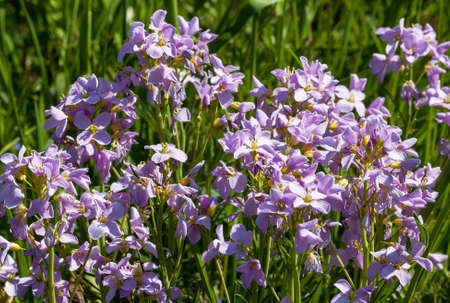 Cardamine of prs
