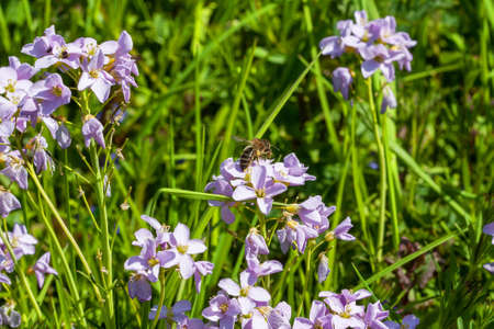 Bee on cardamine of prs