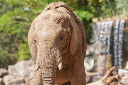 African Elephant - Loxodonta africanaの写真素材