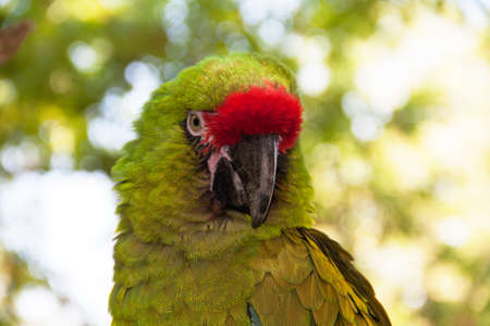 Military Macaw - Ara militaris - close-upの写真素材