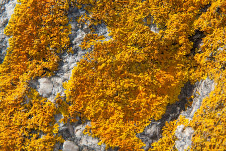 Rock covered with green algae at low tideの写真素材