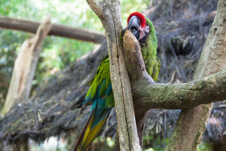 Military Macaw - Ara militaris - on a tree branchの写真素材