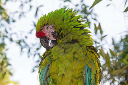 Military Macaw - Ara militaris - close-upの写真素材