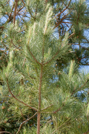 Young shoots of pine cones