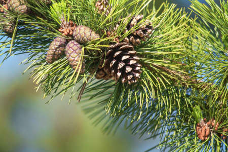 Young shoots of pine cones